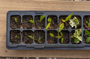 Kalıp tohumları için plastik kaplar, nakil tesisleri, topraklı plastik tencereler.