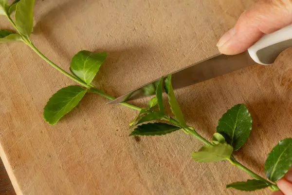 Kiraz ağaçlarını küçük saksılara nakletmek, taze kiraz ağaçlarının kökünü kazımak, filizleri budamak, grupta tohum ekmek.