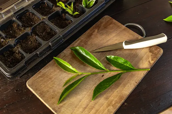 Kiraz ağaçlarını küçük saksılara nakletmek, taze kiraz ağaçlarının kökünü kazımak, filizleri budamak, grupta tohum ekmek.