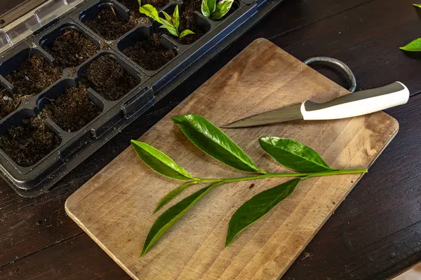 Kiraz ağaçlarını küçük saksılara nakletmek, taze kiraz ağaçlarının kökünü kazımak, filizleri budamak, grupta tohum ekmek.