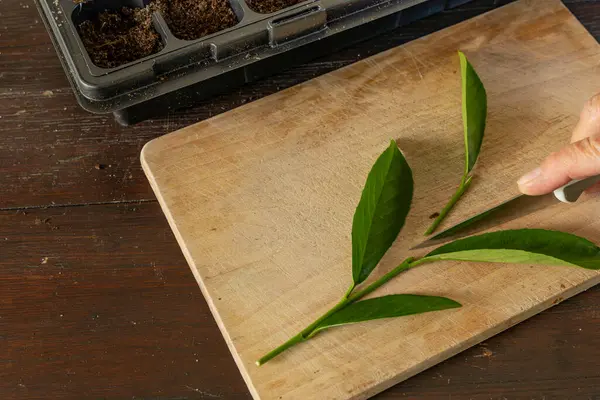 Kiraz ağaçlarını küçük saksılara nakletmek, taze kiraz ağaçlarının kökünü kazımak, filizleri budamak, grupta tohum ekmek.