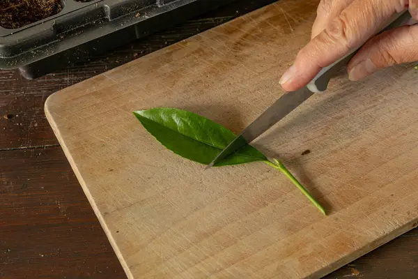 Kiraz ağaçlarını küçük saksılara nakletmek, taze kiraz ağaçlarının kökünü kazımak, filizleri budamak, grupta tohum ekmek.