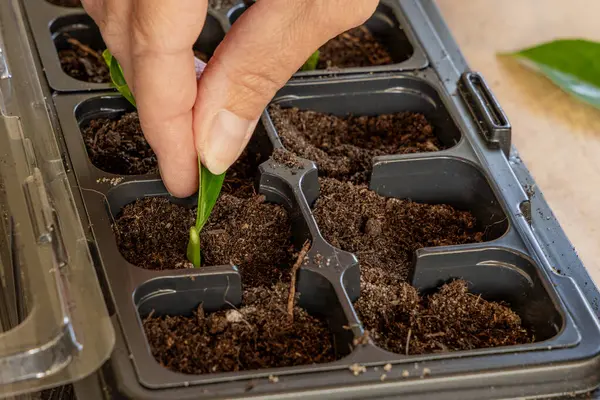 Kiraz ağaçlarını küçük saksılara nakletmek, taze kiraz ağaçlarının kökünü kazımak, filizleri budamak, grupta tohum ekmek.