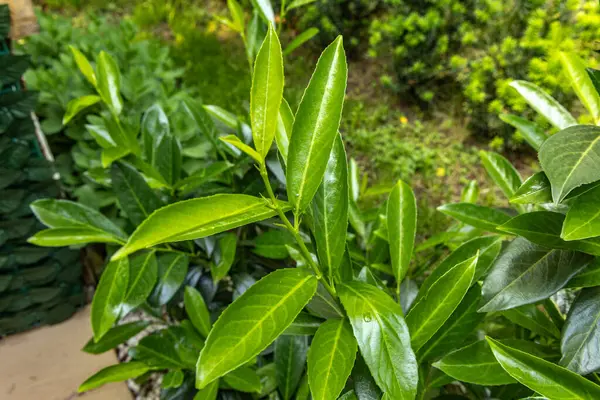 Bahçede yeşil kiraz defne çalıları, meyve bahçesinde bir çit olarak süsleme kiraz defne çalıları, yaz bahçesi için hızlı büyüyen bitkiler