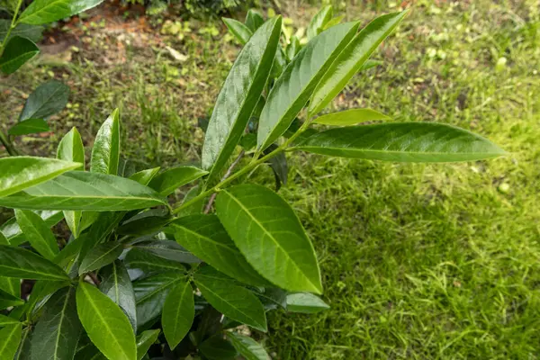 Bahçede yeşil kiraz defne çalıları, meyve bahçesinde bir çit olarak süsleme kiraz defne çalıları, yaz bahçesi için hızlı büyüyen bitkiler
