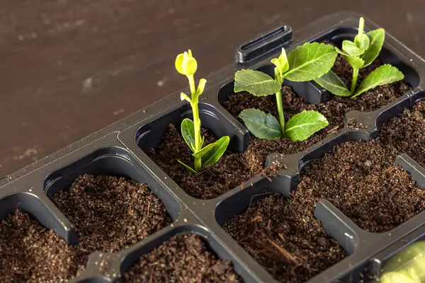Kalıp tohumları için plastik kaplar, nakil tesisleri, topraklı plastik tencereler.