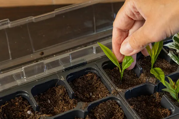 Kalıp tohumları için plastik kaplar, nakil tesisleri, topraklı plastik tencereler.