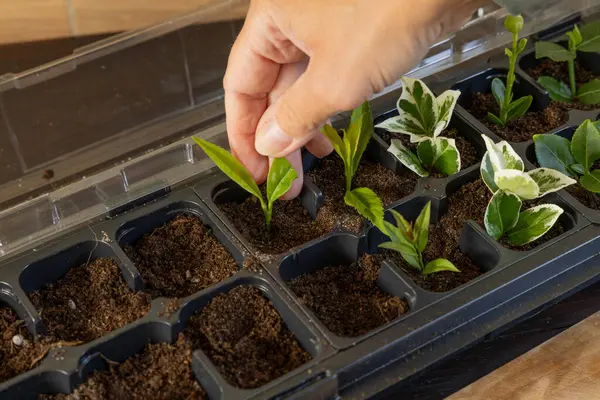 Kalıp tohumları için plastik kaplar, nakil tesisleri, topraklı plastik tencereler.