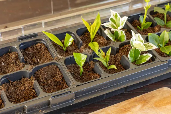 Kalıp tohumları için plastik kaplar, nakil tesisleri, topraklı plastik tencereler.