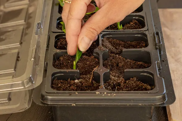 Kalıp tohumları için plastik kaplar, nakil tesisleri, topraklı plastik tencereler.