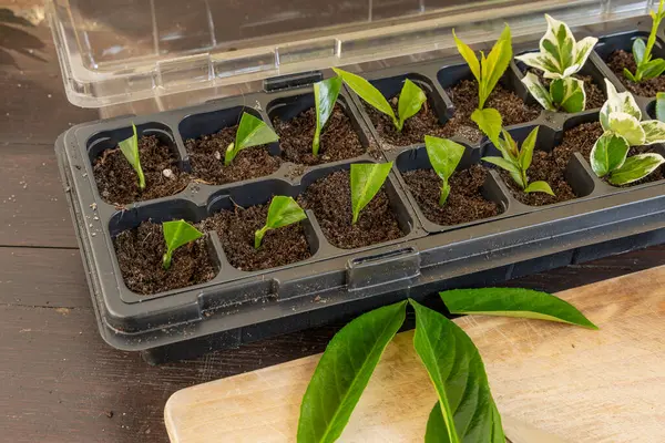 Kalıp tohumları için plastik kaplar, nakil tesisleri, topraklı plastik tencereler.