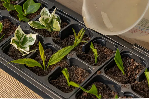 Kalıp tohumları için plastik kaplar, nakil tesisleri, topraklı plastik tencereler.