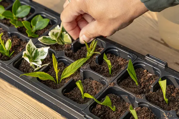 Kalıp tohumları için plastik kaplar, nakil tesisleri, topraklı plastik tencereler.