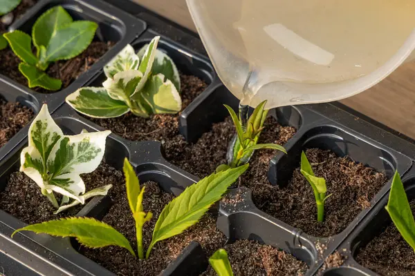 Kalıp tohumları için plastik kaplar, nakil tesisleri, topraklı plastik tencereler.