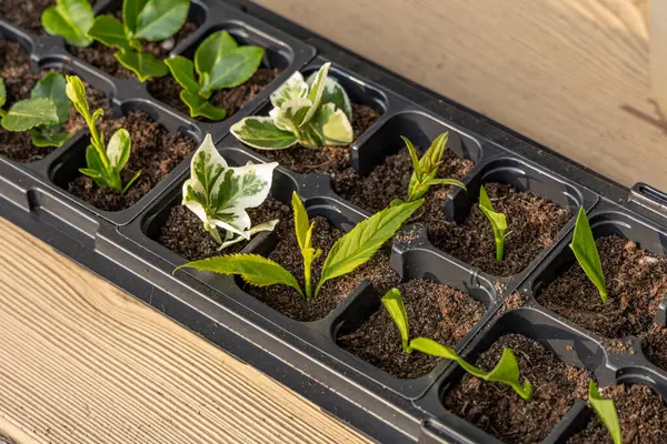 Kalıp tohumları için plastik kaplar, nakil tesisleri, topraklı plastik tencereler.