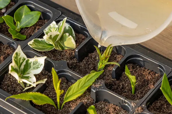 Kalıp tohumları için plastik kaplar, nakil tesisleri, topraklı plastik tencereler.