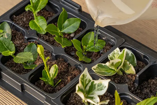 Kalıp tohumları için plastik kaplar, nakil tesisleri, topraklı plastik tencereler.