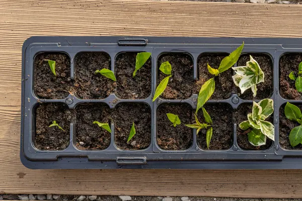 Kalıp tohumları için plastik kaplar, nakil tesisleri, topraklı plastik tencereler.