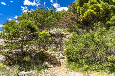 Sezon öncesi boş Jablanova plajı, yeşil yabani Akdeniz bitkisi, Adriyatik Denizi 'ndeki gök mavisi su Croati' deki KRK adası.