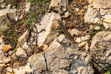 Hırvat sahillerinde kayalıklarda güneşlenen küçük bir kertenkele, Croati 'de sürüngenler ve amfibiler görülüyor