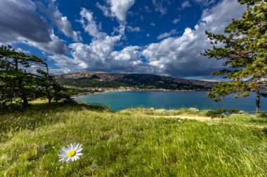 Baska kasabası yakınlarındaki bir açıklıkta beyaz papatya, kasabayı yukarıdan görüyor, yürüyüş yolunda dinleniyor.