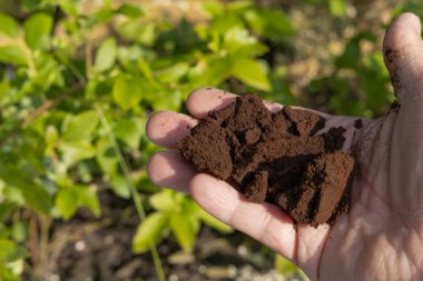 Kahve telvesi bitki gübresi olarak kullanılıyor, yabanmersini çalılarının altındaki toprağın asitleşmesi, siyah kahve telvesi, bir kadın ve bir kadının elinde bitki gübresi.