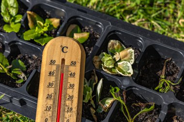 Genç çiçek fideleri yüksek sıcaklıkta yanmış, cıva termometresi gardda yüksek sıcaklık gösteriyor.