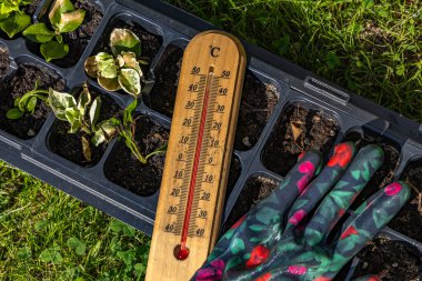 Genç çiçek fideleri yüksek sıcaklıkta yanmış, cıva termometresi gardda yüksek sıcaklık gösteriyor.