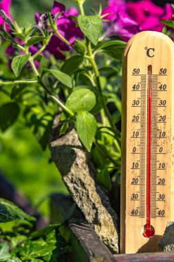 Sıcaklık bahçe çiçekleri için çok yüksek, termometre bahçedeki yüksek sıcaklığı ölçer, sıcak hava dalgası tarafından tahrip edilen çiçekler.