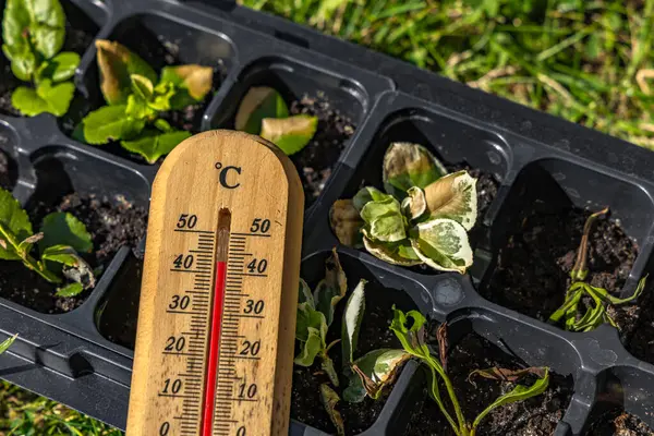 Genç çiçek fideleri yüksek sıcaklıkta yanmış, cıva termometresi gardda yüksek sıcaklık gösteriyor.