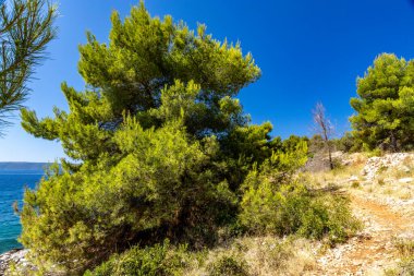Akdeniz bitkileri, Hırvatistan 'daki Tatinye plajına giden yol, Ciovo adası, Split havaalanı yakınlarındaki turistik bölge