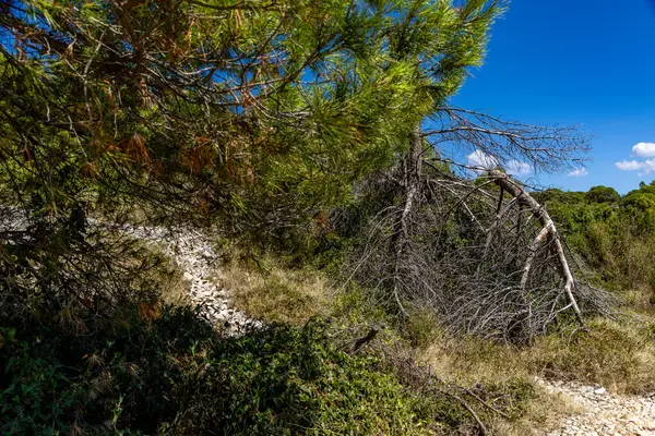Akdeniz bitkileri, Hırvatistan 'daki Tatinye plajına giden yol, Ciovo adası, Split havaalanı yakınlarındaki turistik bölge