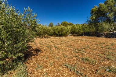 Hırvatistan 'da kuraklık ve sıcak hava dalgası, zeytin ağaçları ve tarlada portakal toprağı ekimi