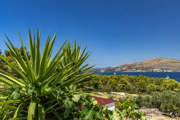 Ciovo, Trogir, Dalmaçya adasının panoramik manzarası, yüksek görüş açısıyla, adadaki yemyeşil Akdeniz bitkisi