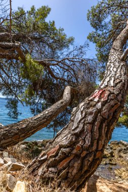 Hırvatistan 'ın Ciovo adasının kıyısındaki Vela i Mala Draga plajına giden yol