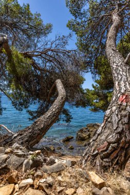 Hırvatistan 'ın Ciovo adasının kıyısındaki Vela i Mala Draga plajına giden yol