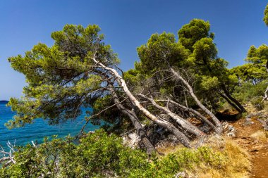 Hırvatistan 'ın Ciovo adasının kıyısındaki Vela i Mala Draga plajına giden yol