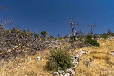 Hırvatistan 'ın Ciovo adasının kıyısındaki Vela i Mala Draga plajına giden yol