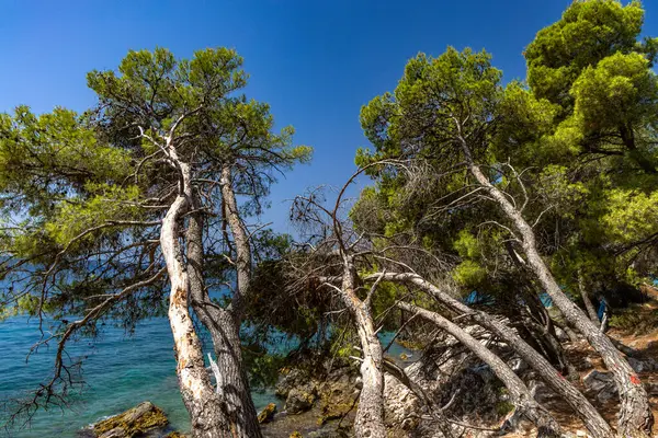 Hırvatistan 'ın Ciovo adasının kıyısındaki Vela i Mala Draga plajına giden yol