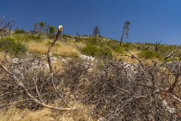 Hırvatistan 'ın Ciovo adasının kıyısındaki Vela i Mala Draga plajına giden yol