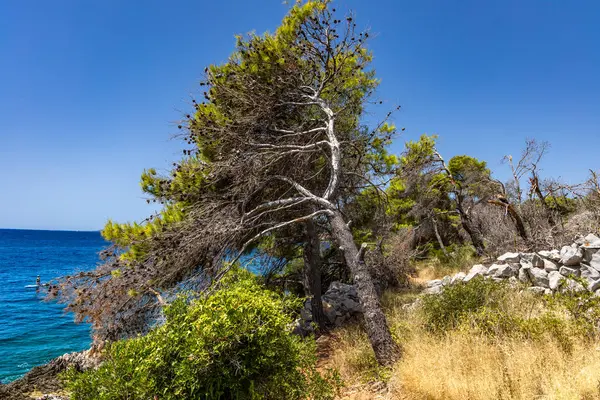 Hırvatistan 'ın Ciovo adasının kıyısındaki Vela i Mala Draga plajına giden yol
