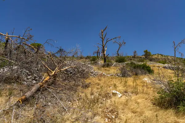 Hırvatistan 'ın Ciovo adasının kıyısındaki Vela i Mala Draga plajına giden yol