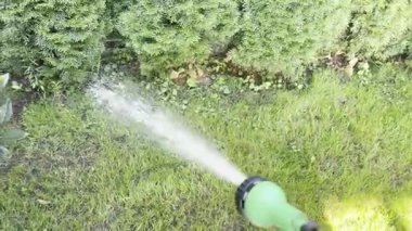 Kirazlı defne çalıları ve bahçesinde su olan genç haydutlar, bahçenin bol suları.