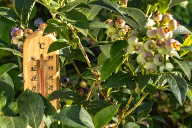 Olgun böğürtlenlerle dolu, sıcak güneşte, bahçedeki sıcaklığı ölçen ahşap termometre yüksek bir sıcaklık gösteriyor.