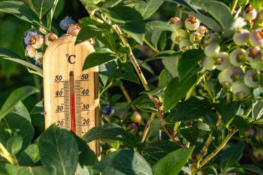 Olgun böğürtlenlerle dolu, sıcak güneşte, bahçedeki sıcaklığı ölçen ahşap termometre yüksek bir sıcaklık gösteriyor.