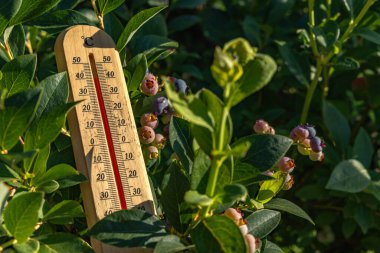 Olgun böğürtlenlerle dolu, sıcak güneşte, bahçedeki sıcaklığı ölçen ahşap termometre yüksek bir sıcaklık gösteriyor.