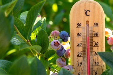 Olgun böğürtlenlerle dolu, sıcak güneşte, bahçedeki sıcaklığı ölçen ahşap termometre yüksek bir sıcaklık gösteriyor.