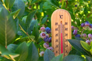 Olgun böğürtlenlerle dolu, sıcak güneşte, bahçedeki sıcaklığı ölçen ahşap termometre yüksek bir sıcaklık gösteriyor.