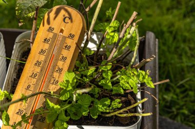 Tahta civa termometresi bahçede çok yüksek sıcaklık, solmuş bahçe bitkileri ve kurumuş bitki örtüsü gösteriyor..
