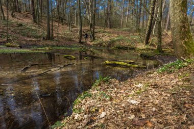 Yoğun bir ormanın ortasından akan bir nehir, Polonya 'daki yürüyüş yolunda sonbahar yaprakları.